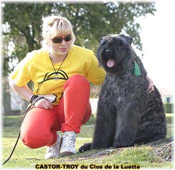 bouvier des flandres du clos de la luette - copyright d&eacute;pos&eacute;
